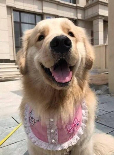 狗狗很健康的 6 个表现，说明你把它养的很好！