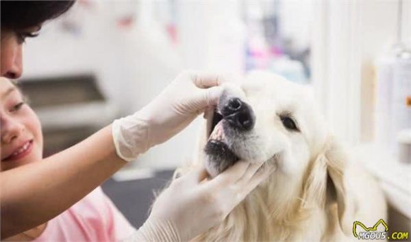 买狗怕被坑？简单几招教你怎么挑选健康狗狗
