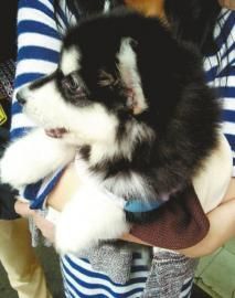 买回幼犬半月死亡连换3只全是病狗