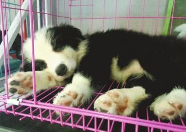 买回幼犬半月死亡连换3只全是病狗