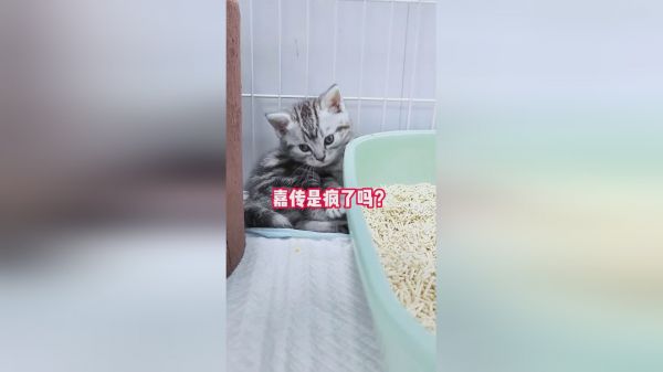 嘉传这个羊毛千万别错过了，每个id只能下一单，快叫上你的姐妹们帮你拍