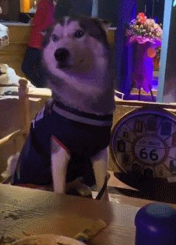 这 6 种声音,狗狗一听就害怕