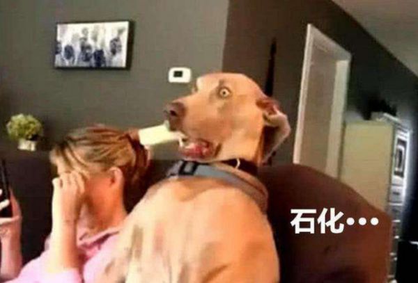这 6 种声音,狗狗一听就害怕