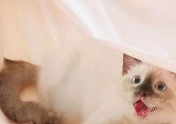 美短猫与暹罗猫跨种配种的探索（从宠物之间的情感走向科学实验）