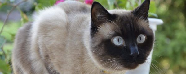 暹罗猫认主的表现 这样的表现还质疑暹罗猫有多爱你吗？