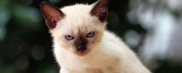 暹罗猫和巴厘猫区别 看尾巴就能识别哦!