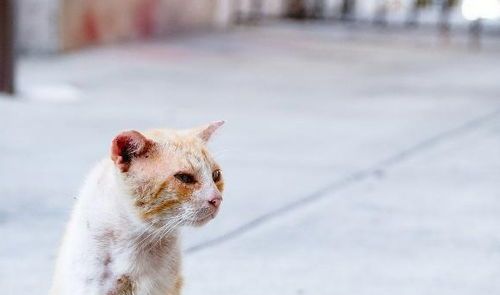 猫咪受伤处理 急救护理须知
