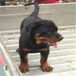 二三个月罗威纳犬价格大骨架罗威纳犬多少钱一条