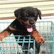 那里有罗威纳犬养殖场大头版罗威纳犬多少钱纯种罗威纳犬图片