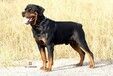 罗威纳犬守卫犬、护卫犬、警犬