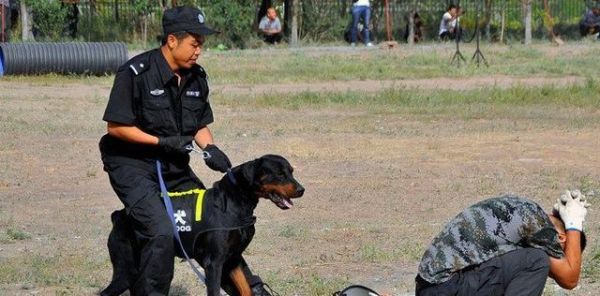 世界名犬——罗威纳犬（Rottweiler）