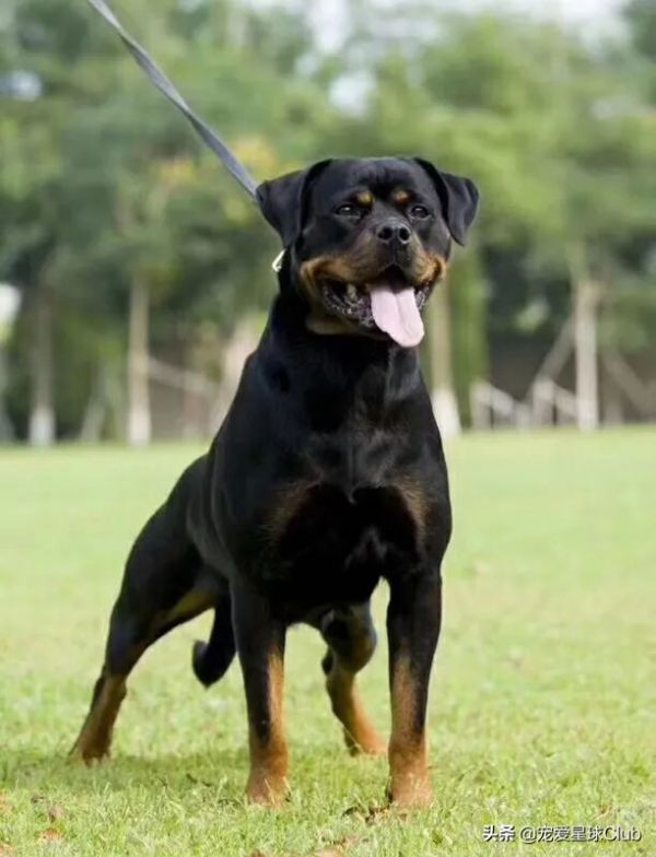 百科 | 罗威纳犬,铁汉柔情的实力派