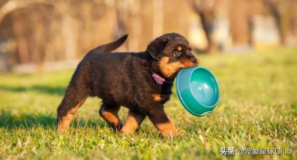 百科 | 罗威纳犬,铁汉柔情的实力派