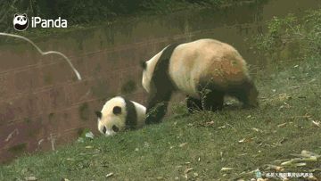 百科 | 罗威纳犬,铁汉柔情的实力派