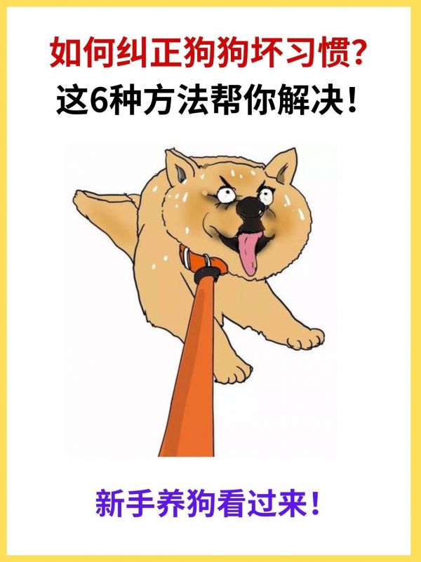 如何纠正狗狗坏习惯？这6种方法帮你解决！#狗狗坏习惯 #狗狗#养狗的乐趣 #狗狗的心思都写在脸上了 #萌宠 #养狗经验分享