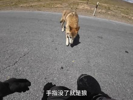 219 新藏线无人区遇到网红狼拦路收过路费，给什么都吃，眼神清澈的像哈士奇#gsx250r #219国道 #无人区 #摩旅 #网红狼