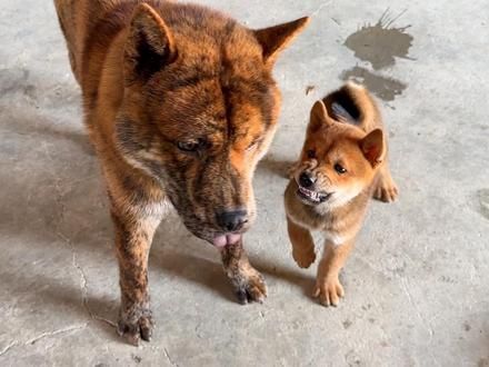 简直胆大包天，居然主动攻击小老虎，差点被一口没#田园犬 #虎斑 #大黄 #恶犬出没 #恶犬 