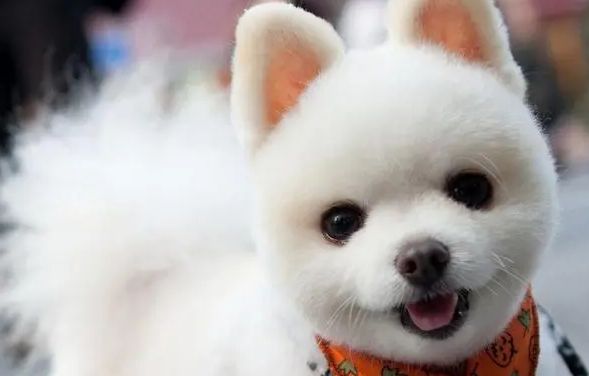 狗狗心脏不好如何保养？应该怎么护理？