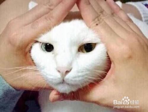 怎么洗猫耳朵