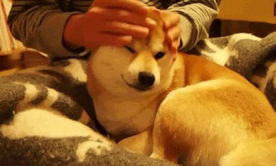 如何训练狗狗保持坐、卧、立基本姿势，3个技巧！