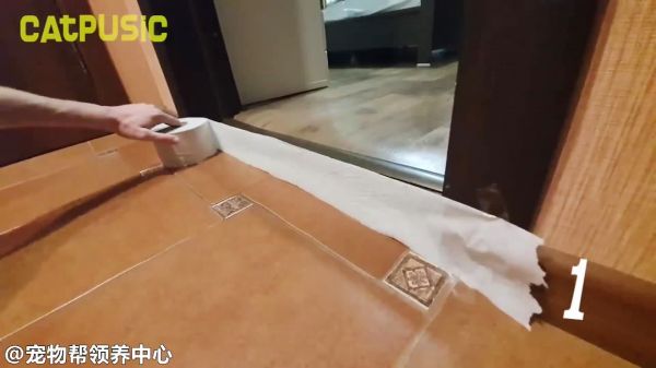 猫咪究竟可以跳多高?极限跳跃挑战,一卷卫生纸告诉你答案……