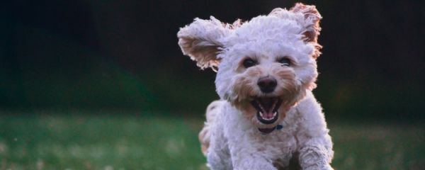 哺乳期的母犬怎么喂养 这三点主人要知道