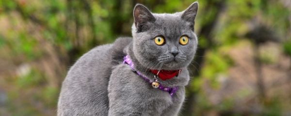 哺乳母猫吃什么 在哺乳期的猫咪营养需求量更高