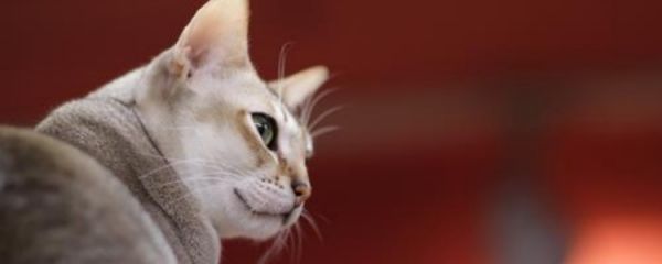哺乳期母猫猫藓 这种情况就不雅再让母猫给小猫哺乳了！