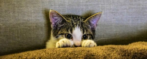 猫哺乳期能驱虫吗