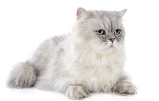 哺乳期母猫为什么一直叫不停