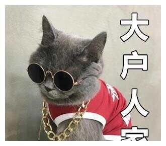 把院子改成豪华猫宅，只为满足猫咪散步需求