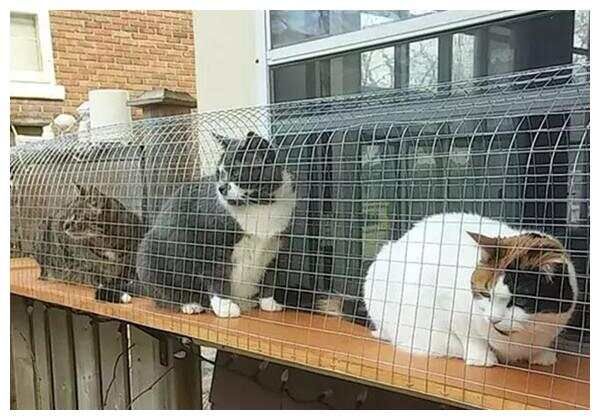 把院子改成豪华猫宅，只为满足猫咪散步需求