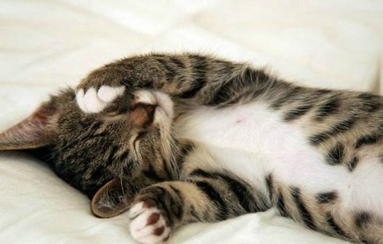 猫会抑郁吗 你的猫可能正饱受抑郁折磨