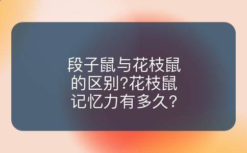 段子鼠与花枝鼠的区别?花枝鼠记忆力有多久?