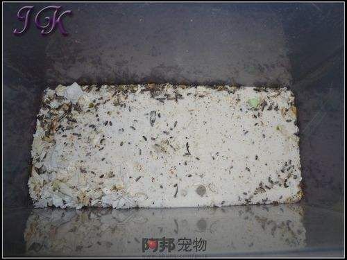怎样循环利用仓鼠浴沙