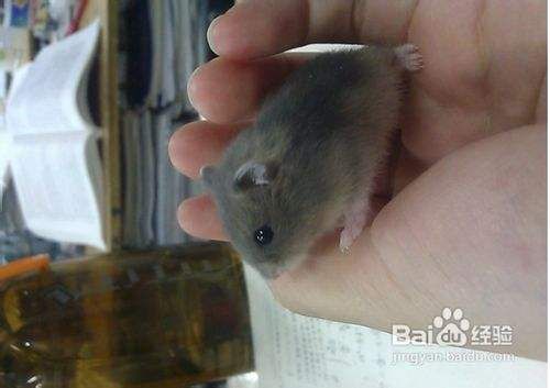 三线仓鼠不会用浴沙怎么办？