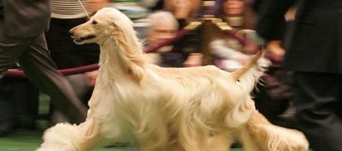 揭秘阿富汗猎犬笨的原因（探究宠物犬品种差异，了解阿富汗猎犬的智商及特征）