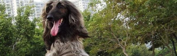 揭秘阿富汗猎犬笨的原因（探究宠物犬品种差异，了解阿富汗猎犬的智商及特征）