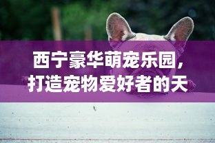 西宁豪华萌宠乐园，打造宠物爱好者的天堂