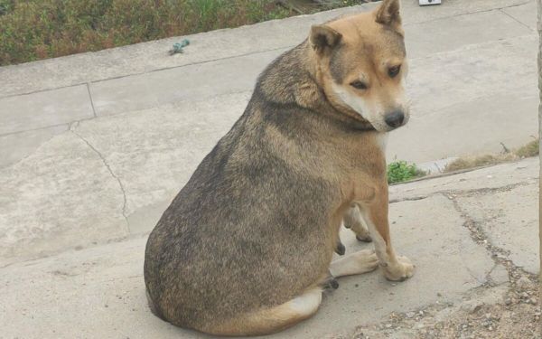 狗为什么不能喂太饱？过量喂食危害太大！