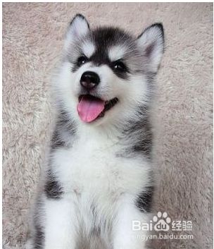 新领养狗狗需注意什么内容