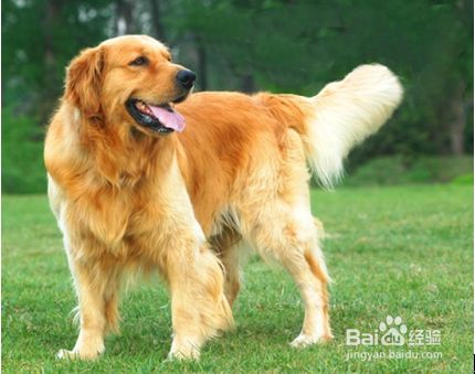 如何保护大型犬的骨骼