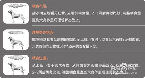 如何保护大型犬的骨骼