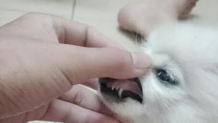 狗狗的牙齿知识大解密（从训练犬齿到狗牙名称图解，让你了解宠物牙齿健康）
