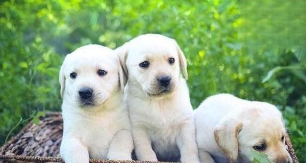 狗狗的牙齿知识大解密（从训练犬齿到狗牙名称图解，让你了解宠物牙齿健康）