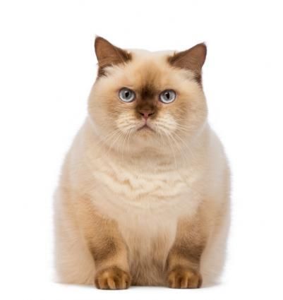 什么是猫最好的饮食？