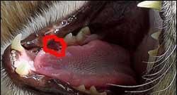 猫咪有几颗牙齿？鲜为人知的猫咪换牙知识