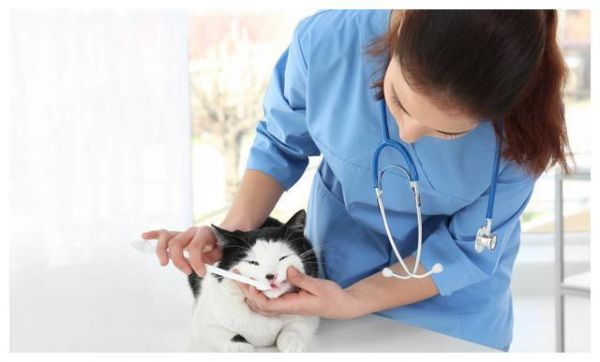 猫的牙齿健康问题你了解多少？又该如何清洁猫的牙齿？一文告诉你