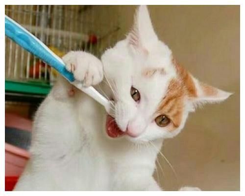 猫的牙齿健康问题你了解多少？又该如何清洁猫的牙齿？一文告诉你