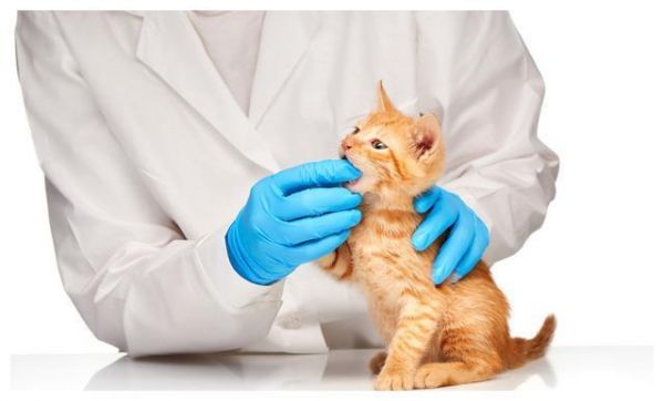 猫的牙齿健康问题你了解多少？又该如何清洁猫的牙齿？一文告诉你